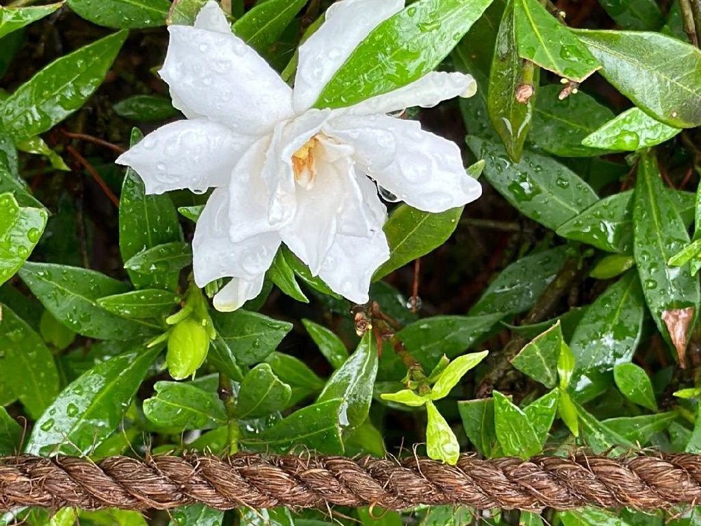 ガーデニア・ステノフィラが開花しない理由：鮮やかな花を咲かせるため