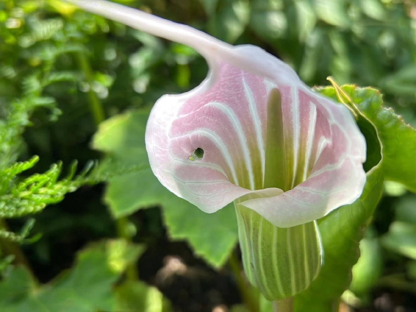 テンカウント 花のみぞ知る  など ドラマCD 花のみぞ知る｜ビーズガーデン bʼs-garden