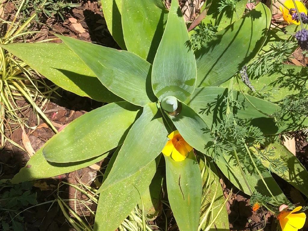 Why Your Foxtail agave Won't Bloom: Troubleshooting Tips for Agave attenuata