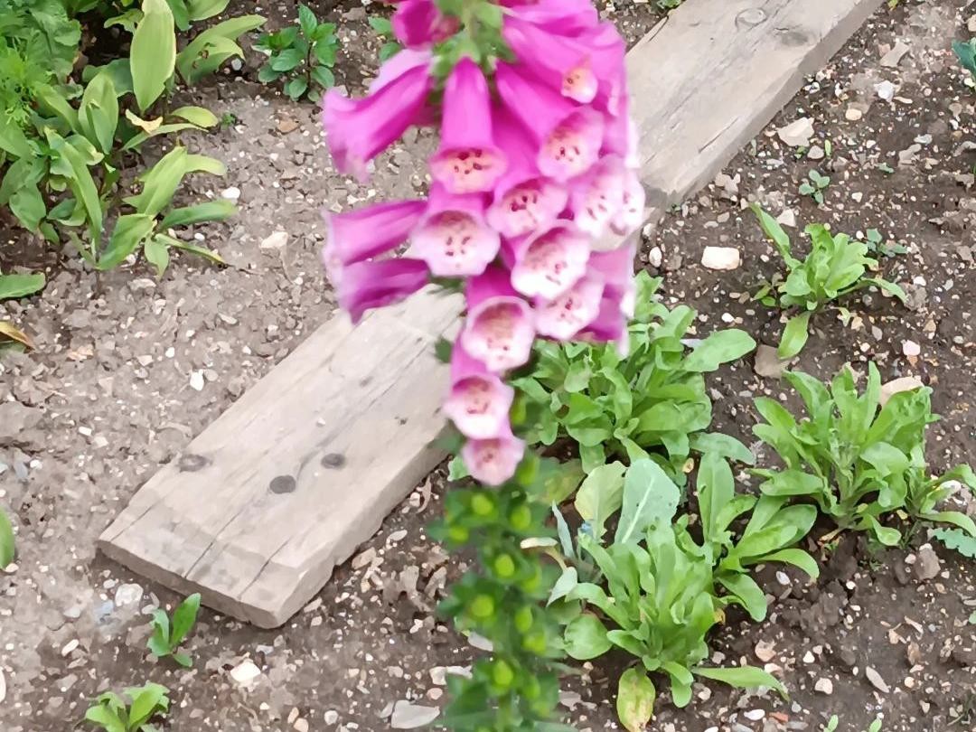 Por que seu Dedaleira não floresce: Soluções e dicas de cuidados, image size:1080x810