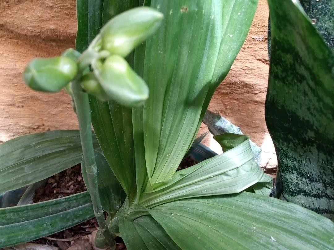 Why Your Intact catasetum Won't Bloom: Solutions and Care Tips