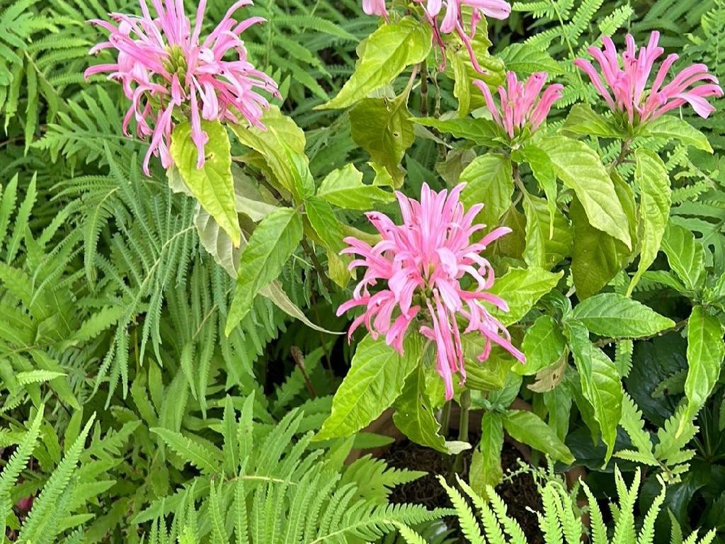 サンゴバナ（珊瑚花）が咲かないのはなぜ？Justicia carneaの