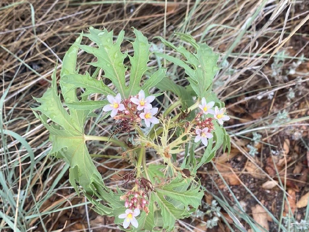 錦珊瑚が咲かない理由：花を促すためのヒント