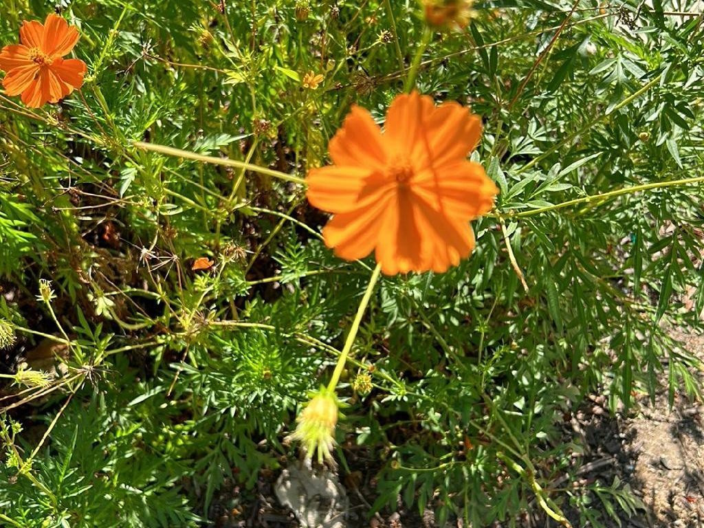 キバナコスモス（黄花コスモス）が花を咲かせない理由：花の成長を最適