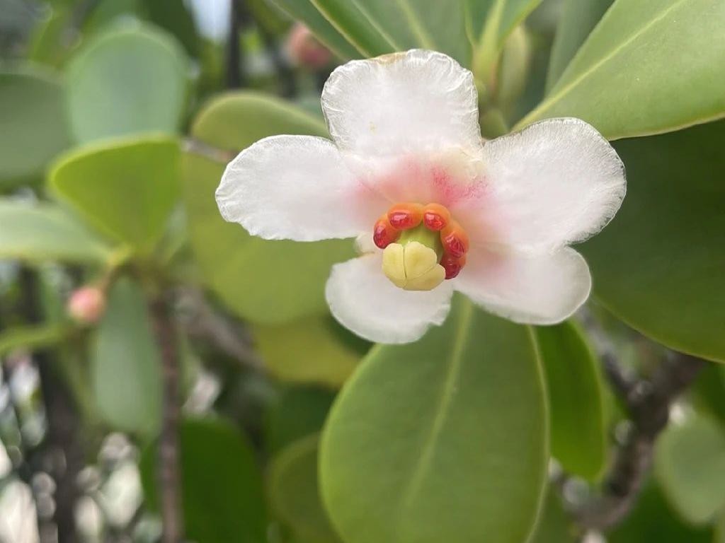 Why Your Autograph tree Won't Bloom: Understanding Clusia rosea Care