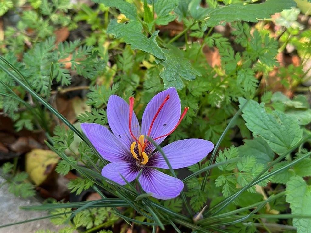 Kesar Plant Name