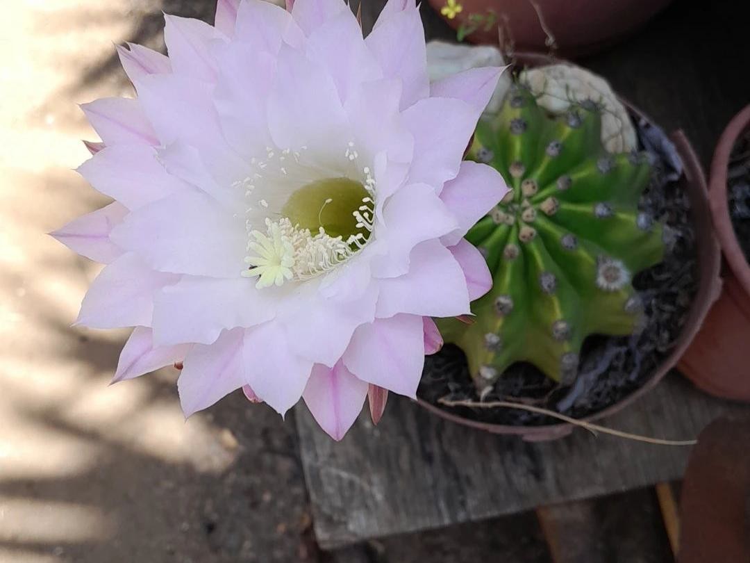 エキノプシス・オキシゴナが咲かない理由は？Echinopsis oxygonaの開花