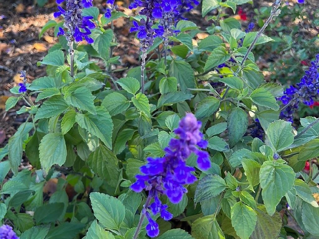 はっぴいえんど 風をあつめて / サルビアの花　7インチ 超レア‼️ 入手困難 ブルーサルビアが咲かない理由は？Salvia farinaceaのトラブル