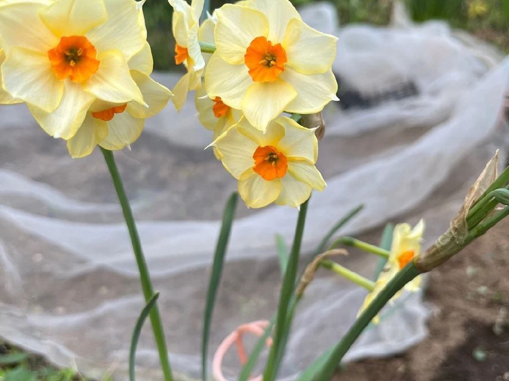 キズイセン（黄水仙）はあなたの月の庭にどのように寄与しますか？