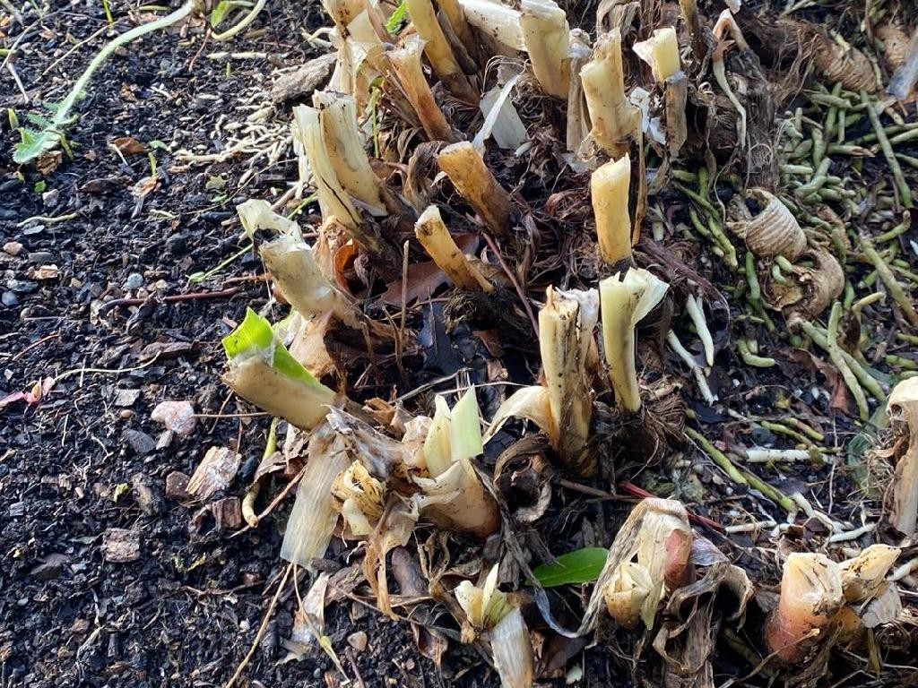 Wie man seinen Garten mit Pampasgras verschönert?