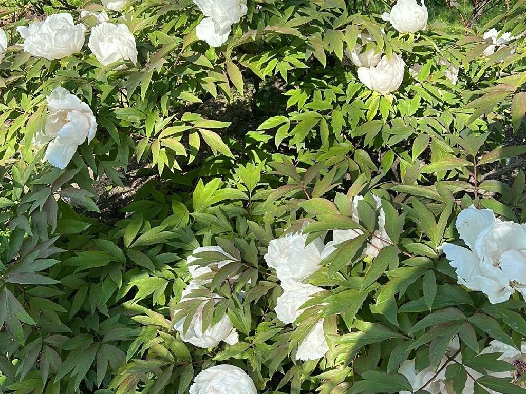 dünger für wein ProviPlant Weinreben-Dünger: Für alle Weinrebengewächse (Vitaceae)
