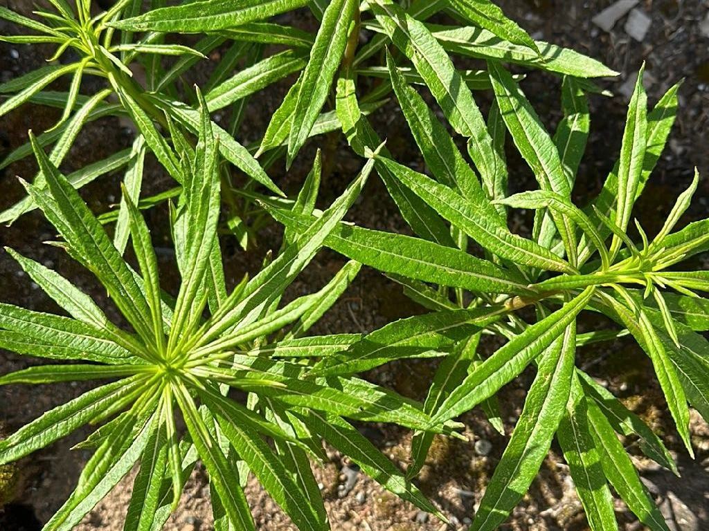 ヤナギバチョウジソウ（ 柳葉丁字草）があなたの造園デザインをどの