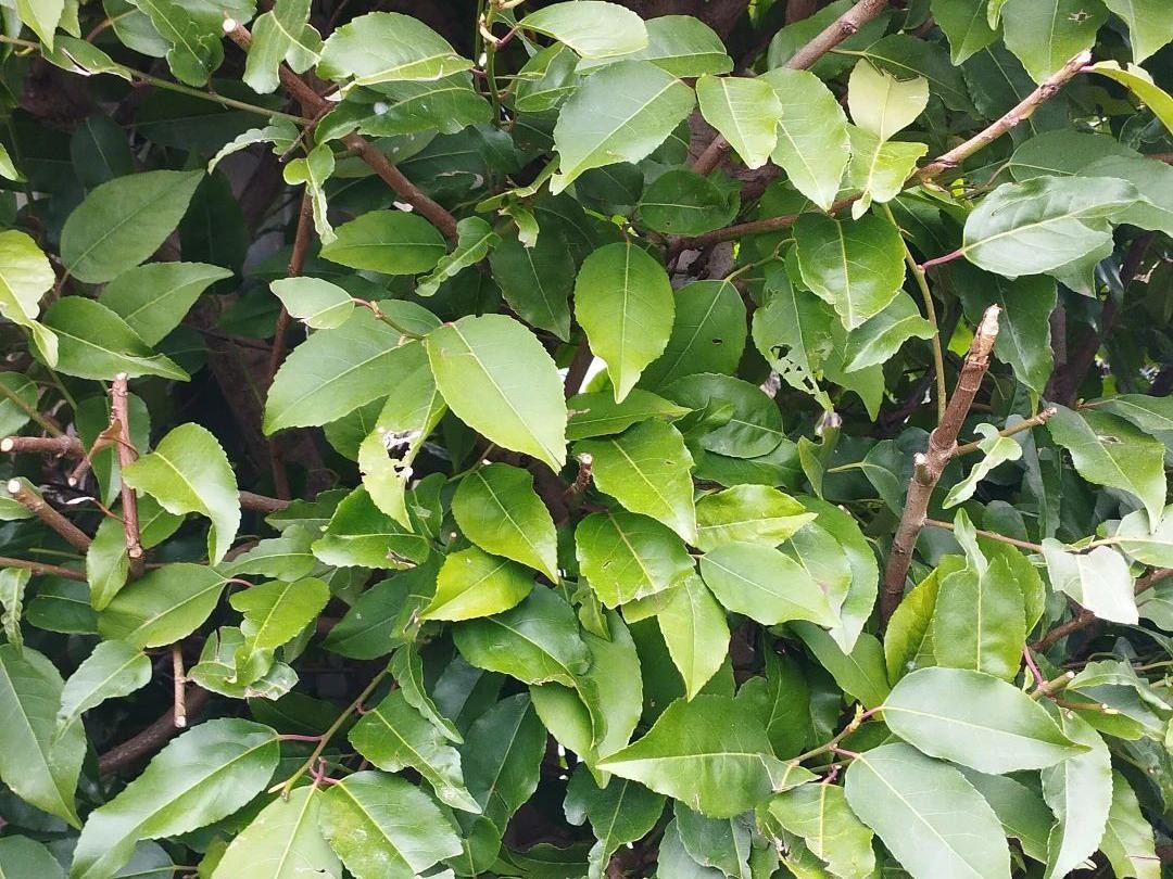 Wie Sie Ihren Garten mit Portugiesischer Kirschlorbeer in der  Landschaftsgestaltung aufwerten knnen