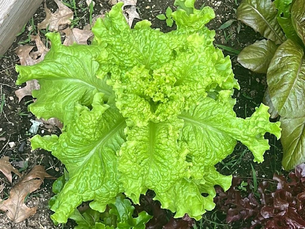 Aprenda o truque simples para plantar hortaliças em garrafa PET e colher em  casa; veja passo a passo - Terra Brasil Notícias, image size:1024x768