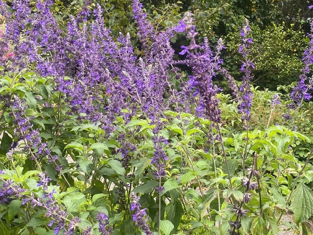 ブルーサルビアが咲かない理由は？Salvia farinaceaのトラブル