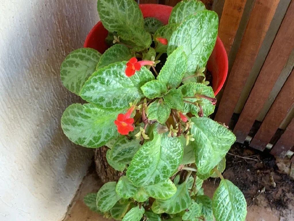エピスシア・クプレアータ（Episcia cupreata）が開花しない理由