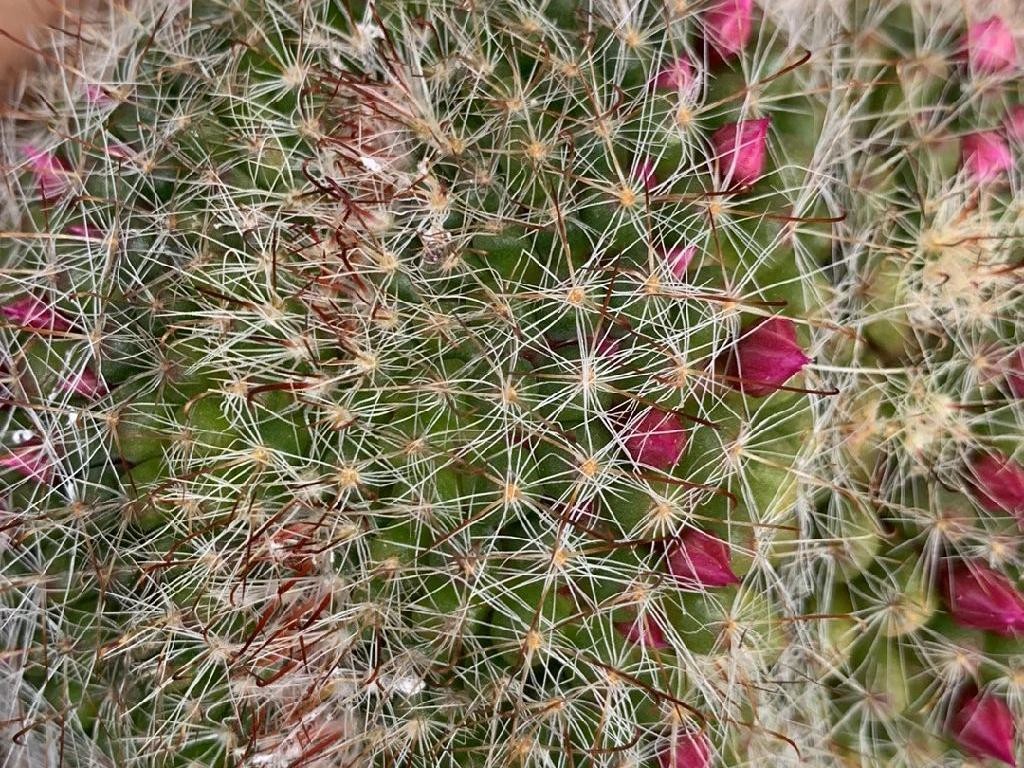 タマオキナ（玉翁）が咲かない理由は？Mammillaria hahnianaの開花問題