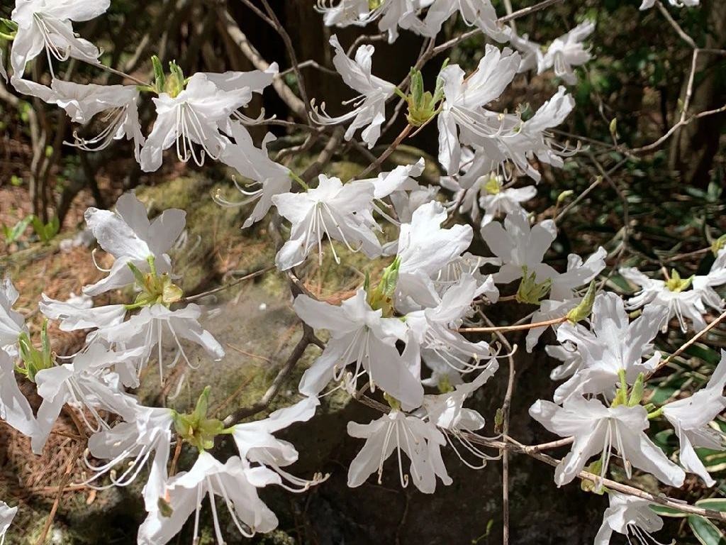 クロフネツツジ（黒船躑躅）が咲かない理由:原因と解決策