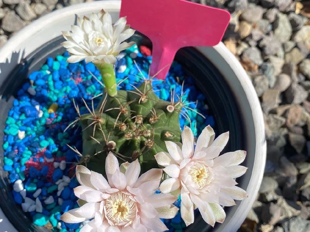 Why Your Chin cactus Gymnocalycium anisitsii Won't Bloom: Solutions and  Care Tips