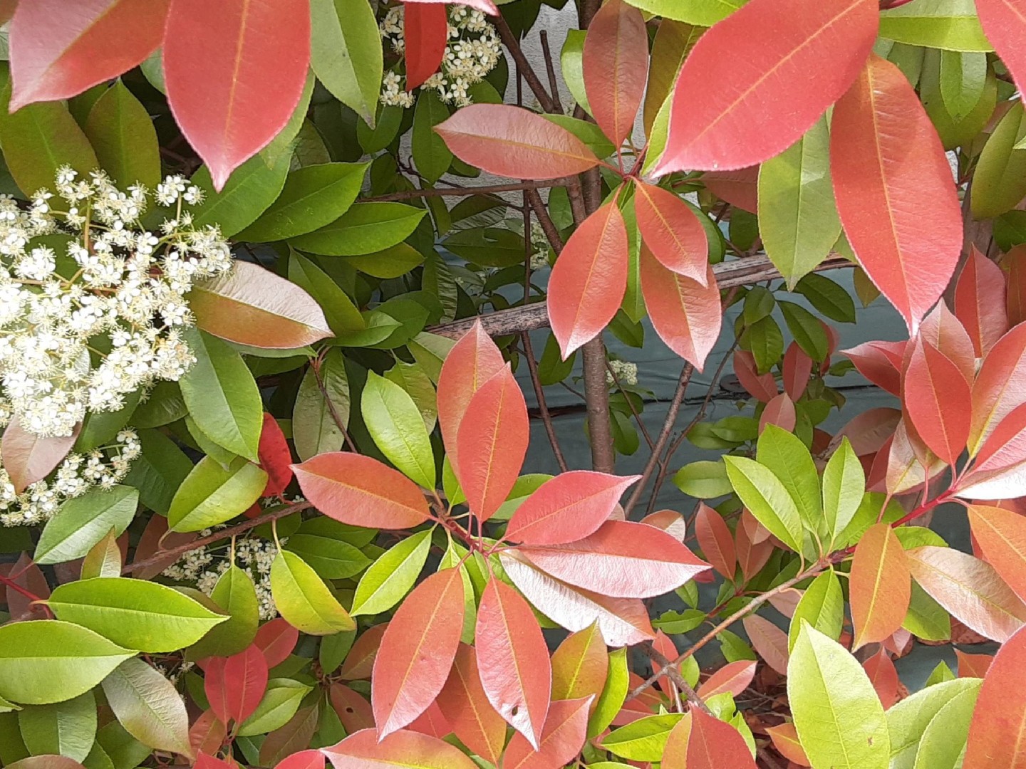 sichtschutz glanzmispel Glanzmispel 'Red Robin' (x3) - Photinia fraseri Red Robin