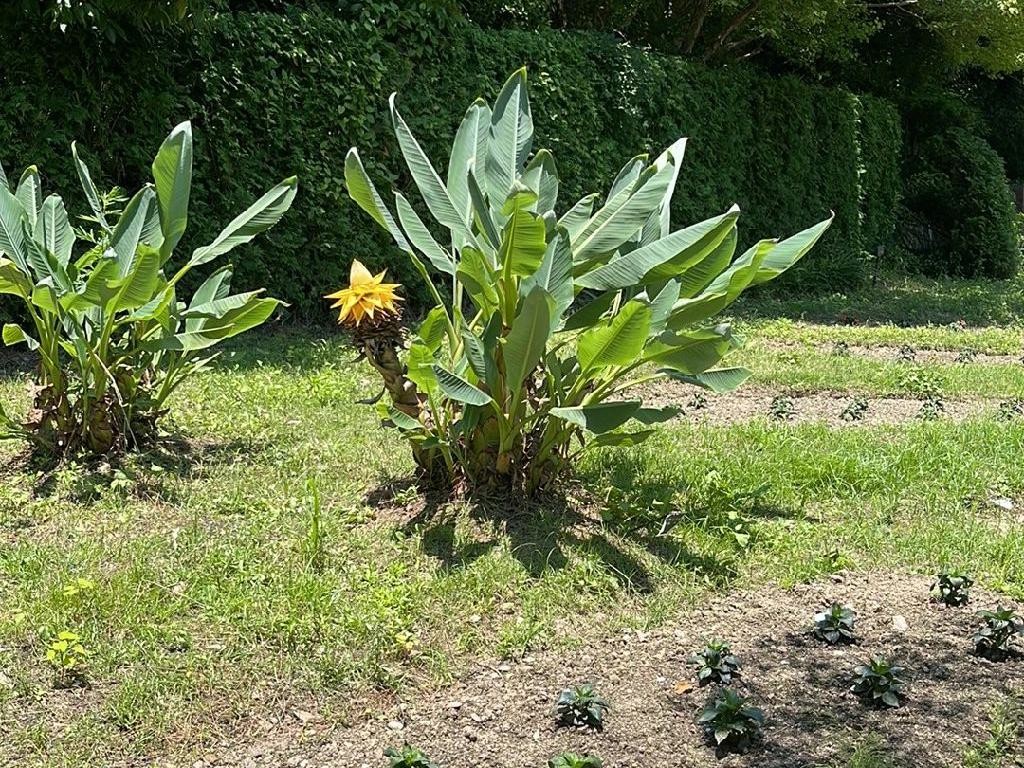 philodendron serpens vs squamicaule Philodendron serpens main image 0