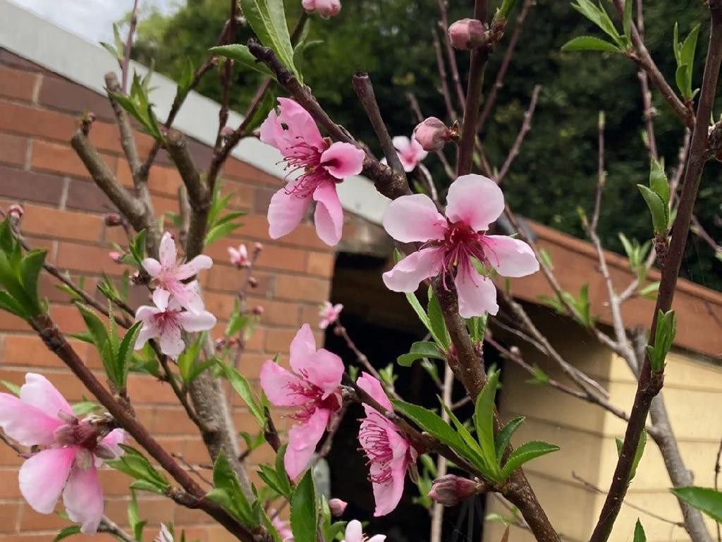 モモ（桃）の木が花を咲かせない理由：Prunus persicaのためのトラブル