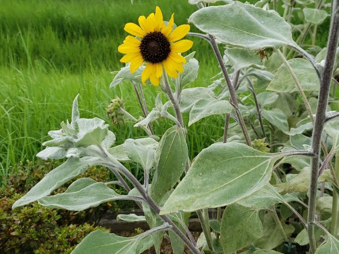 ひまわり様グレー一枚 ミニひまわりが咲かない理由：トラブルシューティングのヒント