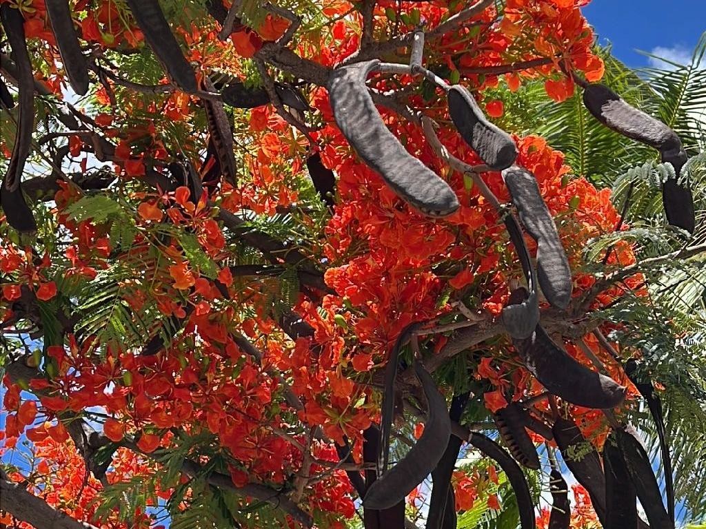 ホウオウボク（鳳凰木）が咲かない理由：ヒントと解決策