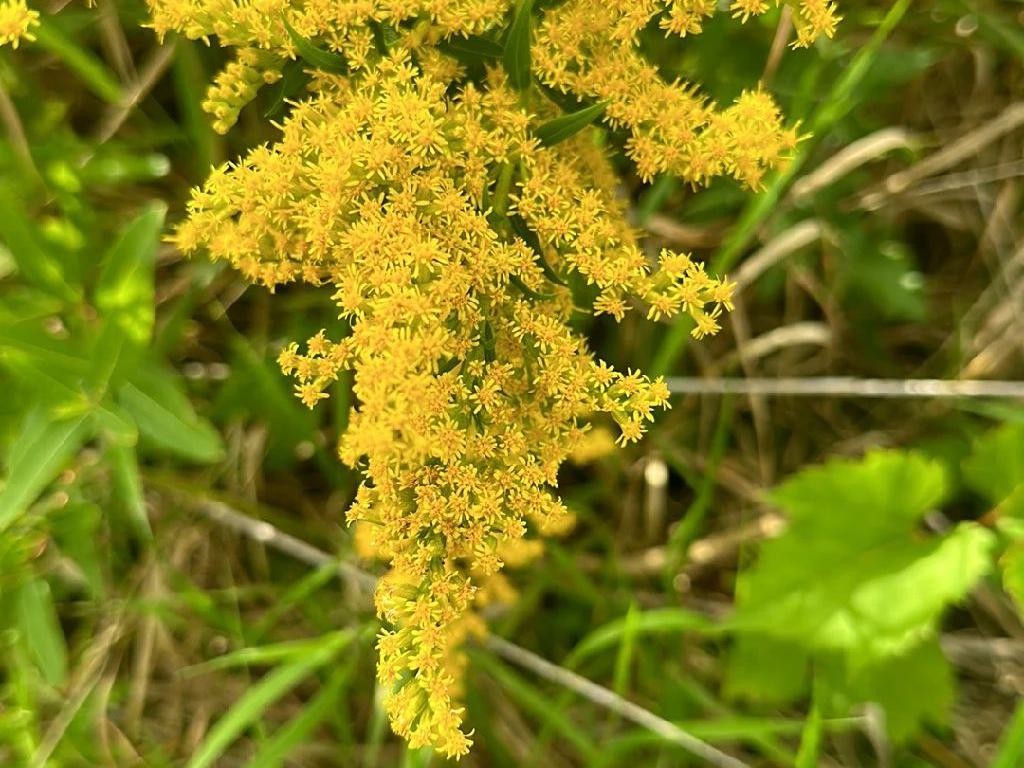 セイタカアワダチソウ（背高泡立草）が咲かないのはなぜ？Solidago