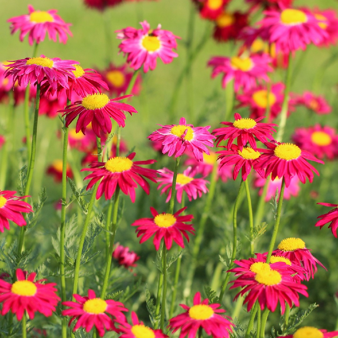 Tanacetum coccineum - PictureThis