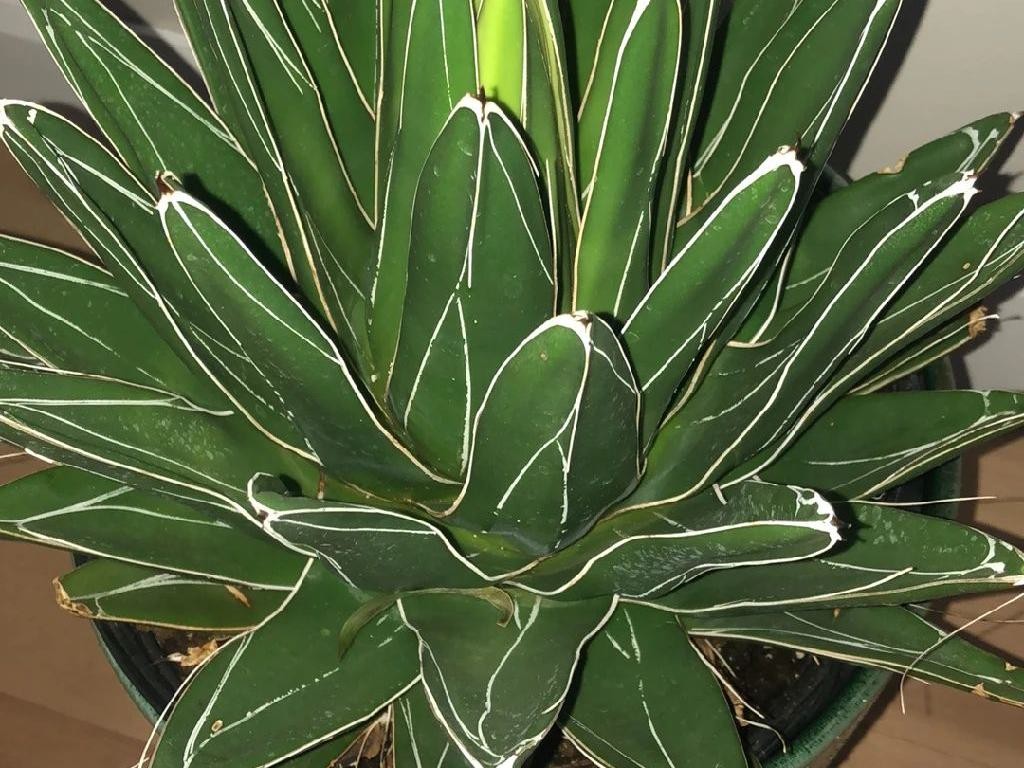 Wie man Knigs-Agave umtopft: Eine Schritt-fr-Schritt-Anleitung