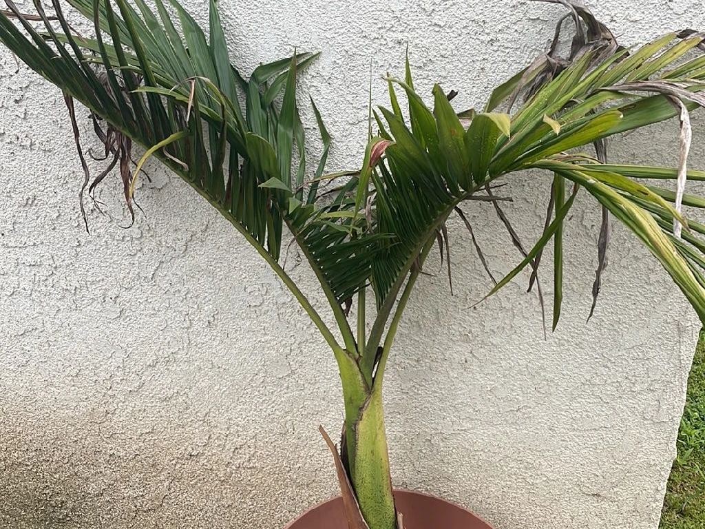 トックリヤシ8号 トックリヤシ 8号 植え替え済み 130cm