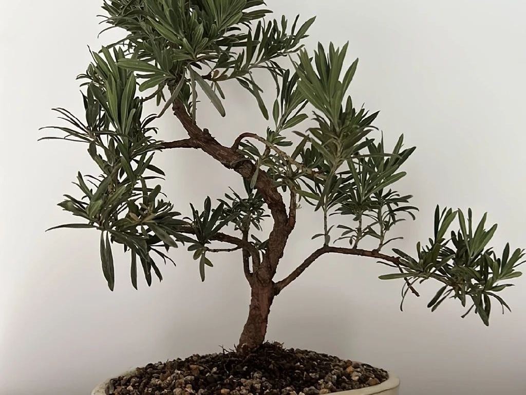 ラカンマキの植え替え方法：ステップバイステップガイド