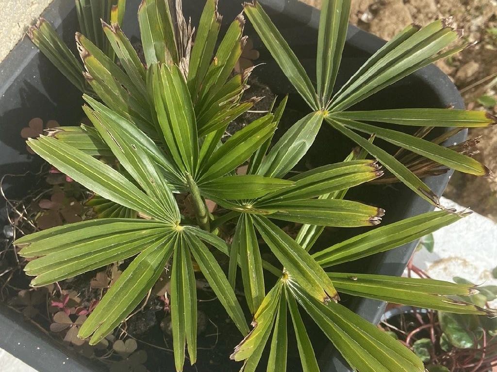 カンノンチク（観音竹）を元気に育てるための植え替え方法は？