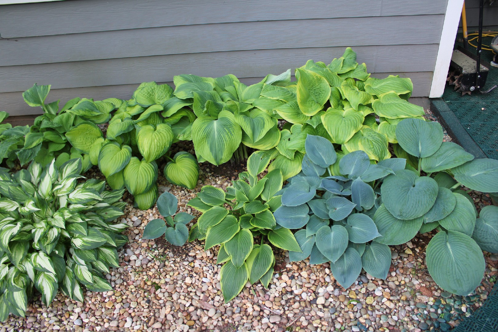 ギボウシ属 (分類, 特徴, 分布, 画像)