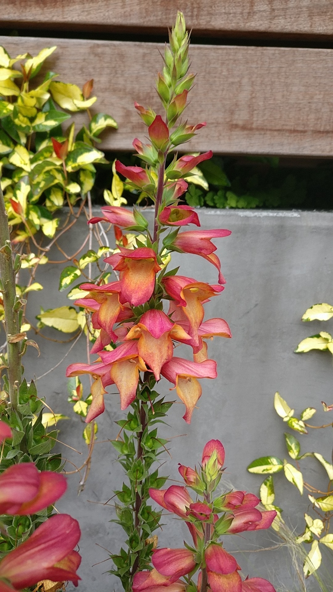 PictureThis Digitalis × valinii 'Firebird'