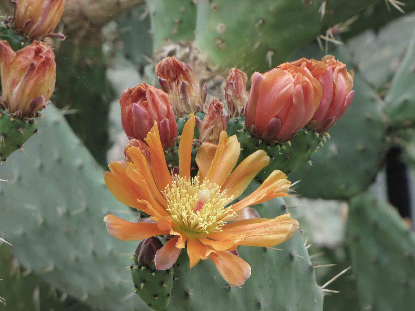センニンサボテン Opuntia Dillenii 花言葉 学名 よくある質問 Picturethis