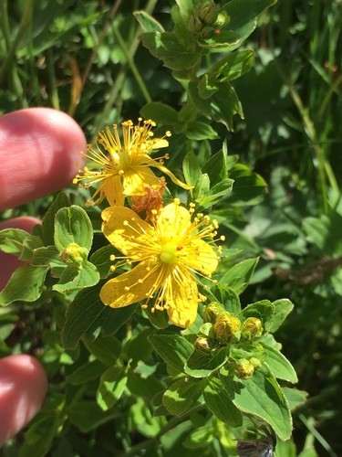 Hypericum undulatum PictureThis