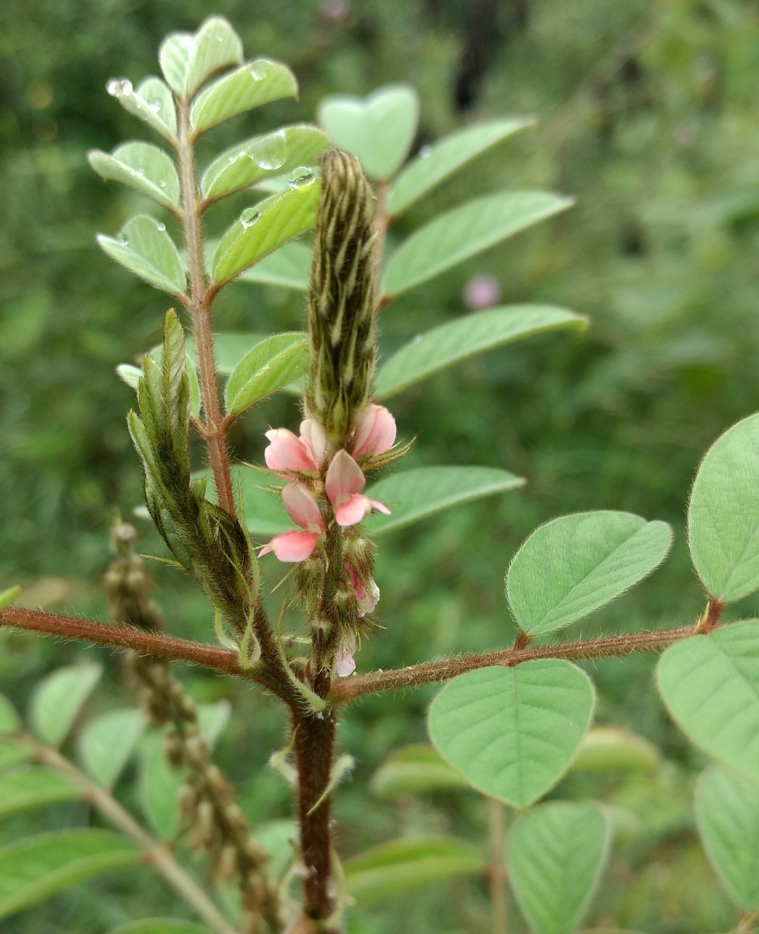 Indigofera hirsuta - PictureThis