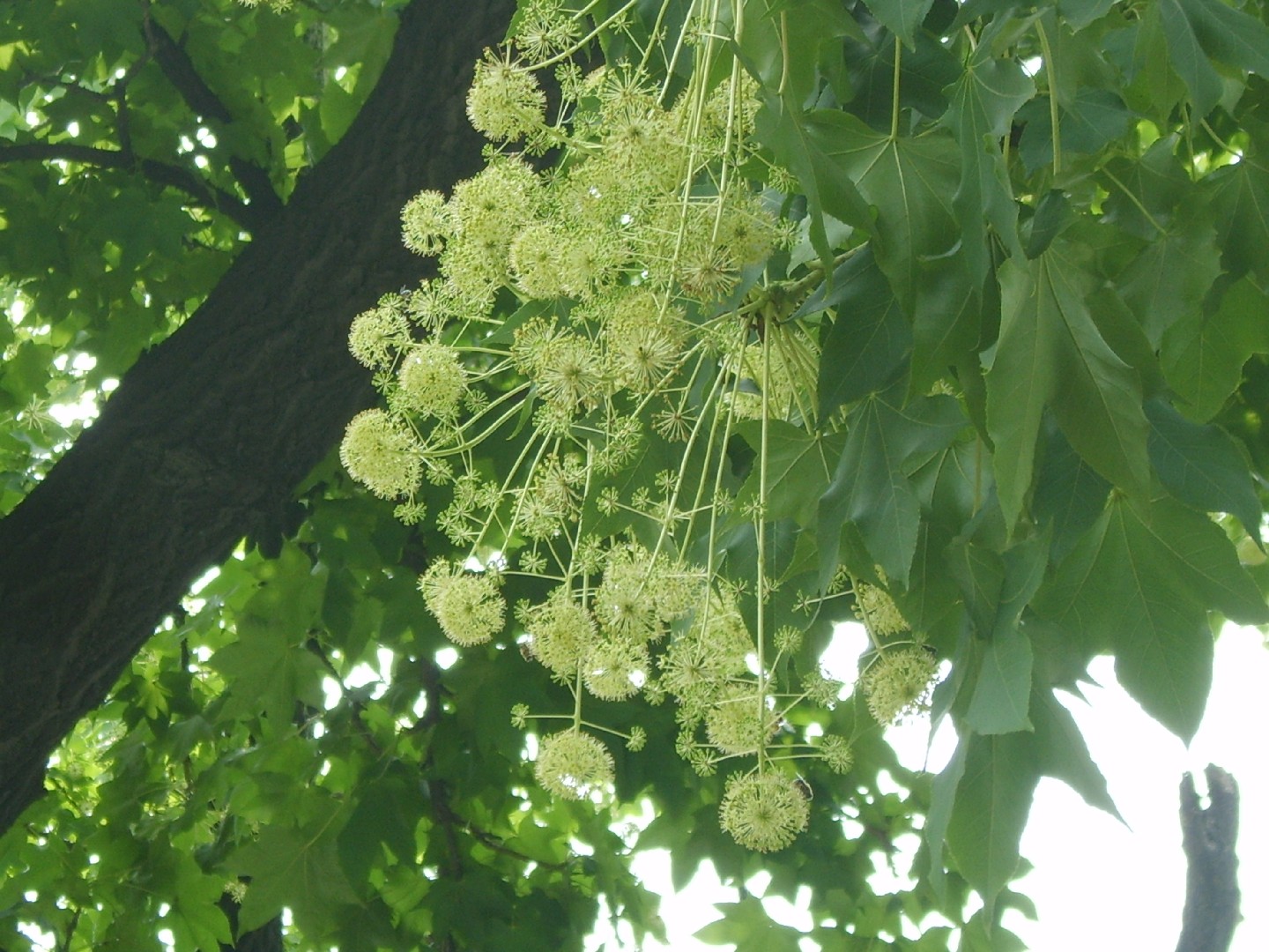 Kalopanax septemlobus PictureThis