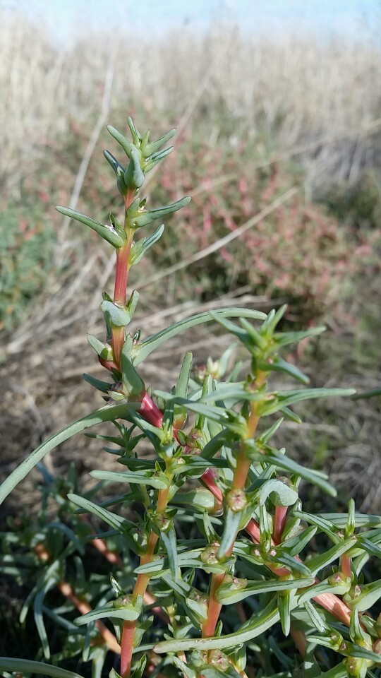 Salsola soda PictureThis