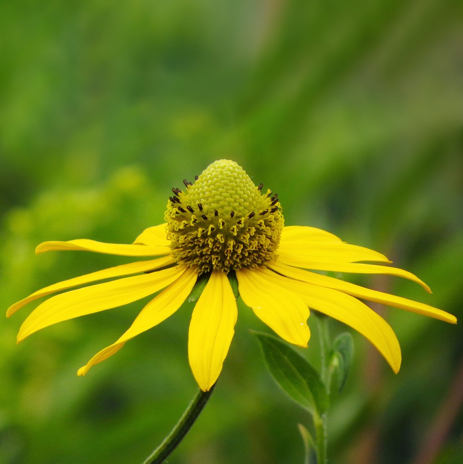 オオハンゴンソウ 大反魂草 Rudbeckia Laciniata 花言葉 学名 よくある質問 Picturethis
