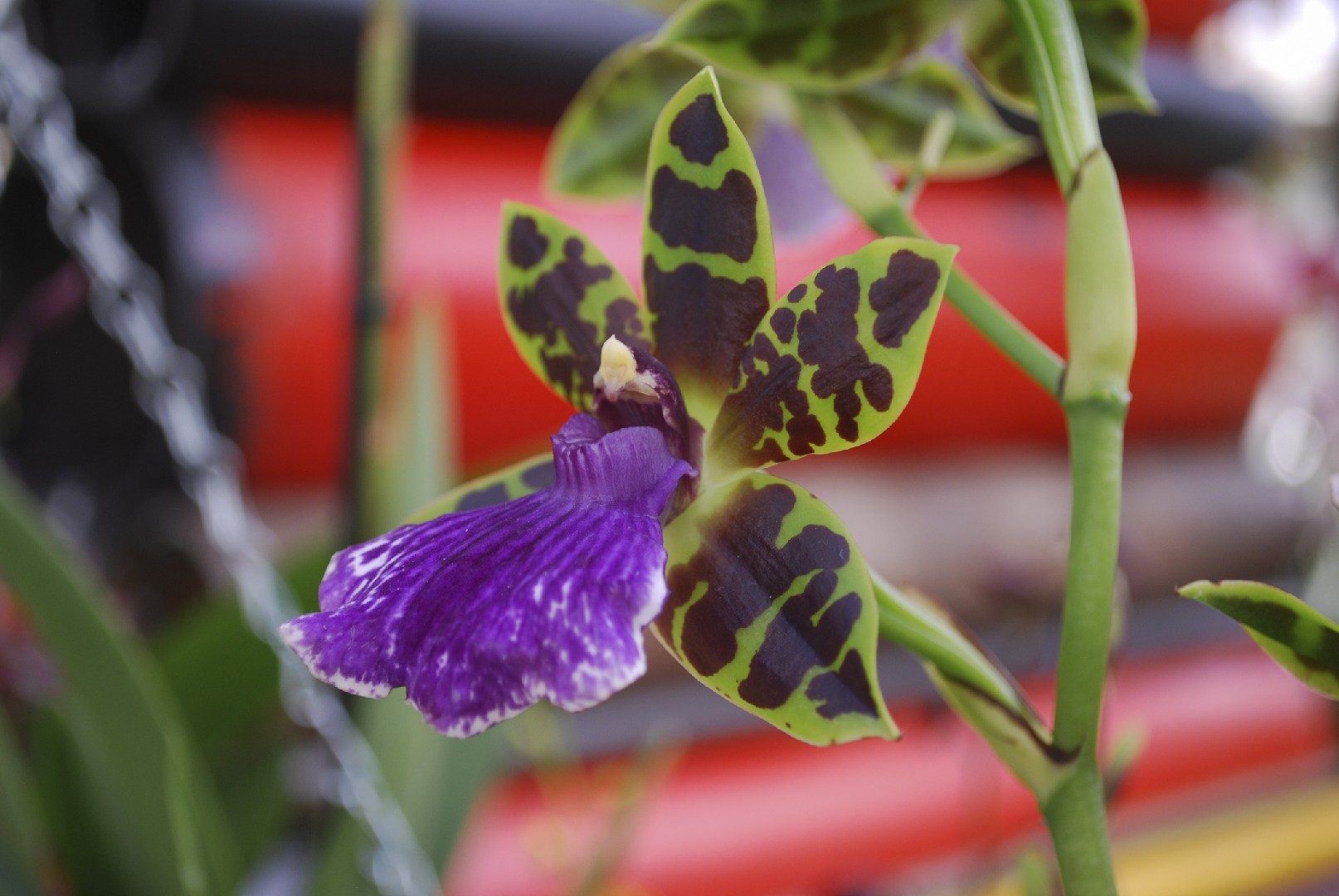 Zygopetalum maculatum - PictureThis