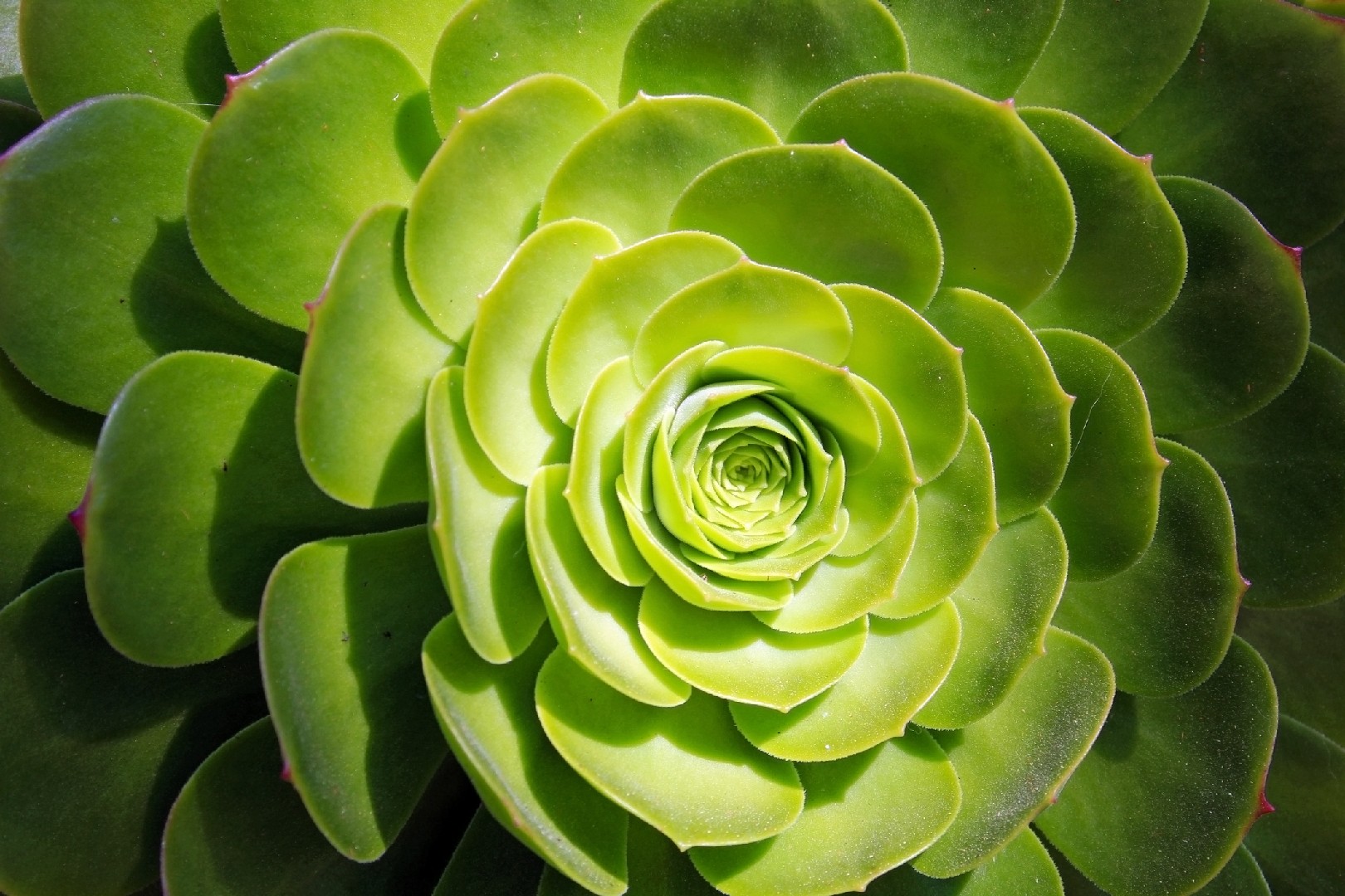 Aeonium urbicum PictureThis