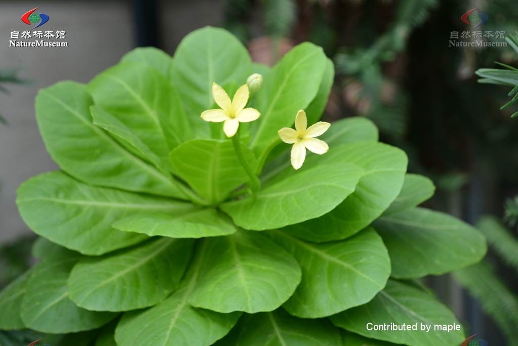 Бригамия замечательная (Brighamia insignis) PictureThis