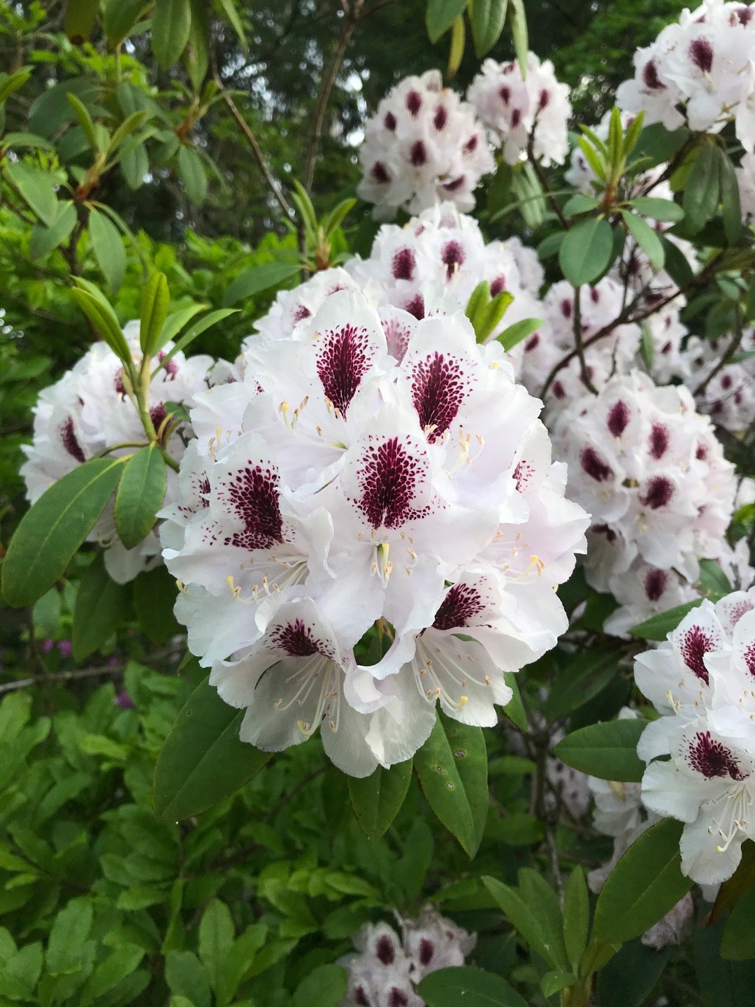 Rhododendron 'Sappho' (Rhododendron 'Sappho') - PictureThis