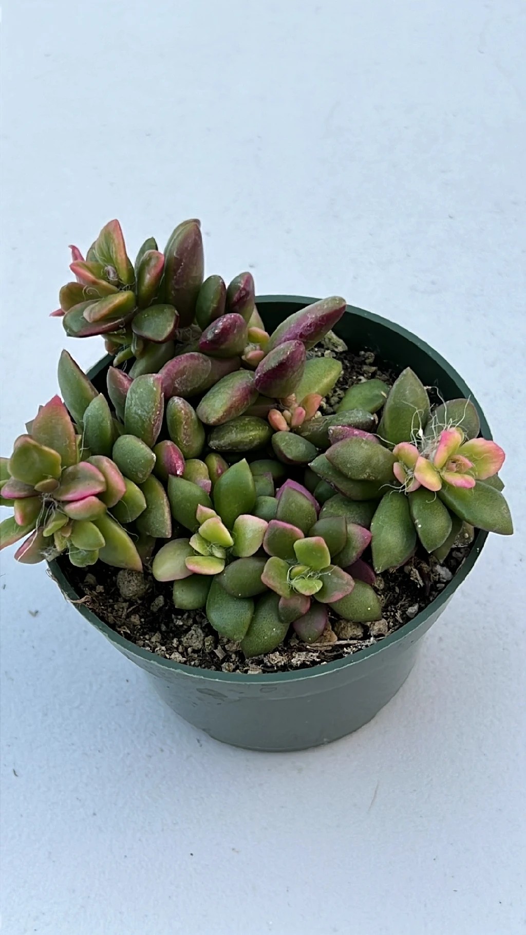 アナカンプセロス属 (分類, 特徴, 分布, 画像)