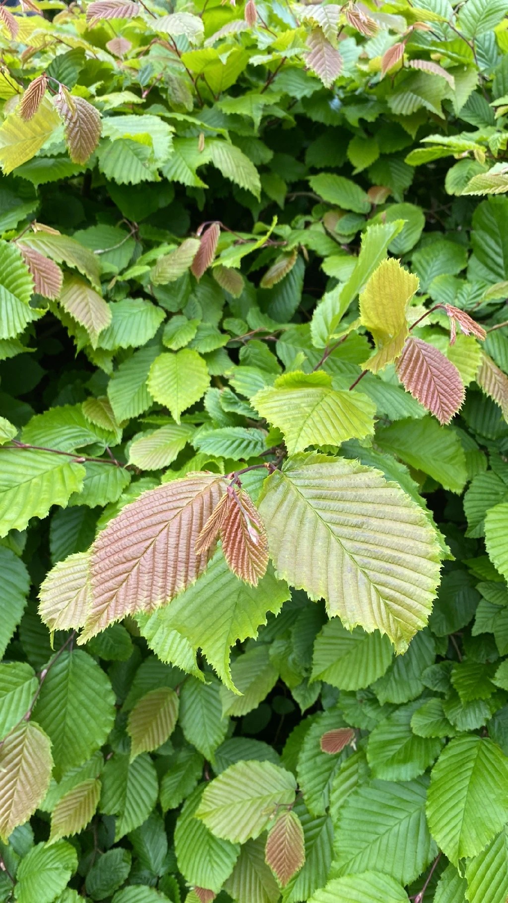 クマシデ属 (Carpinus) - PictureThis