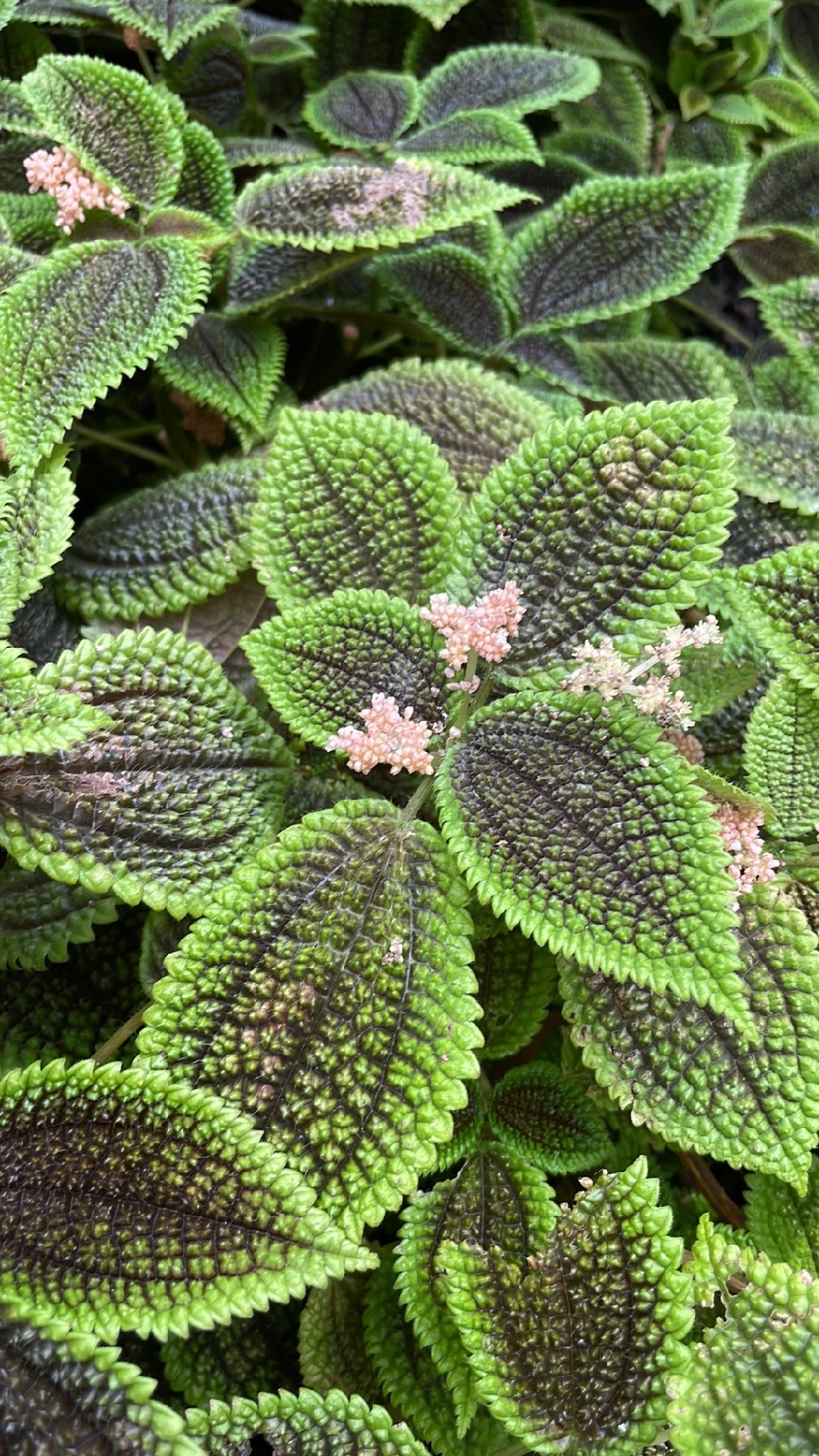 Friendship plant 'Moon Valley' (Pilea involucrata 'Moon Valley') -  PictureThis