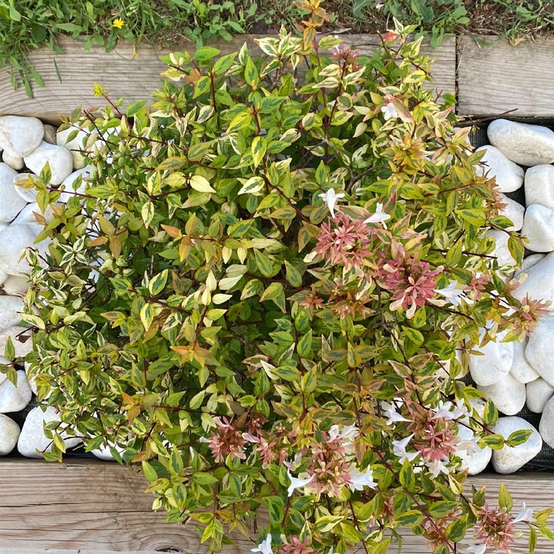 Glossy abelia 'Francis Mason' (Abelia  grandiflora 'Francis Mason') -  PictureThis